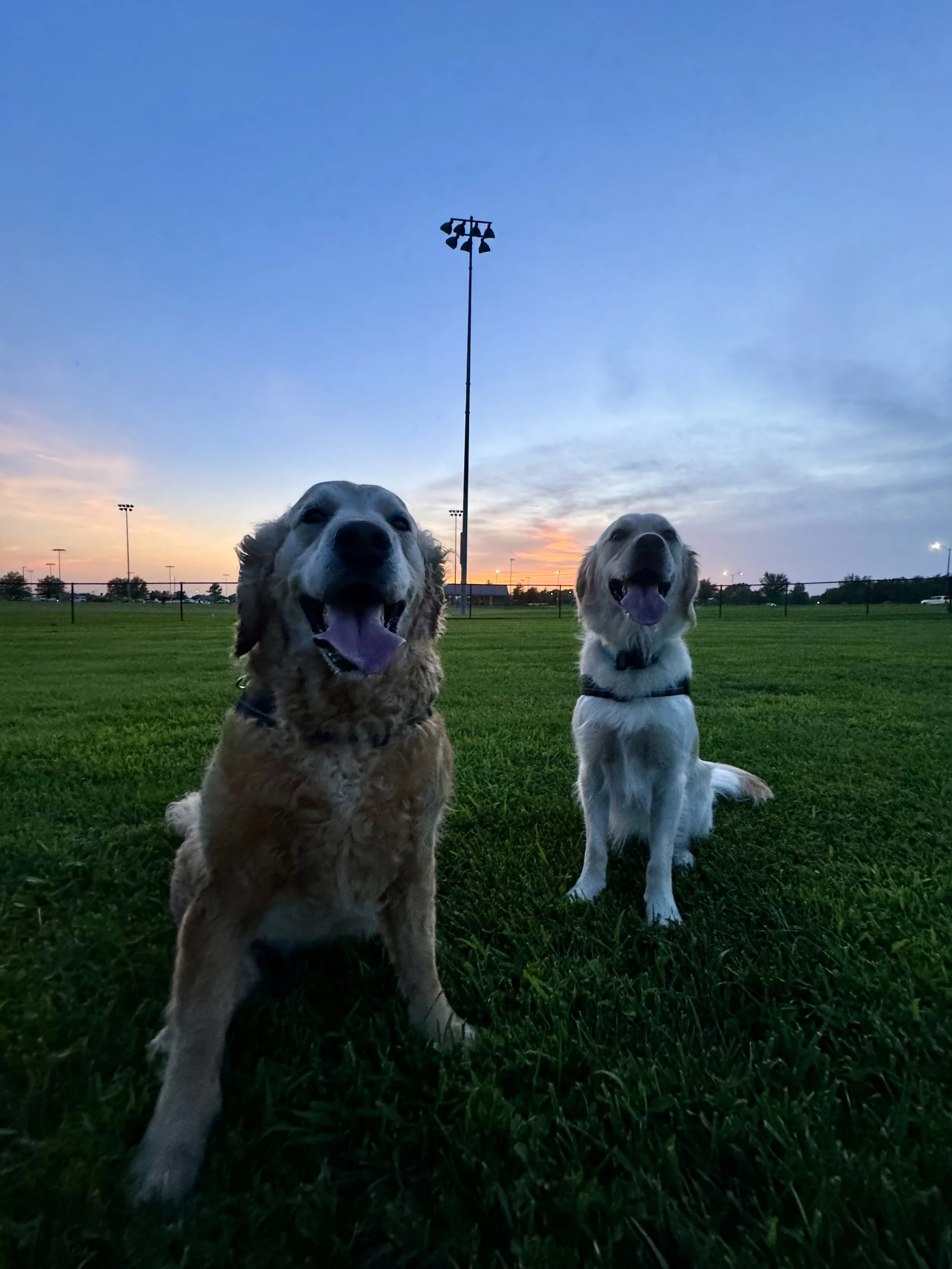 Two golden retrievers sitting together in a park at sunset with a blue sky and stadium lights behind them.
