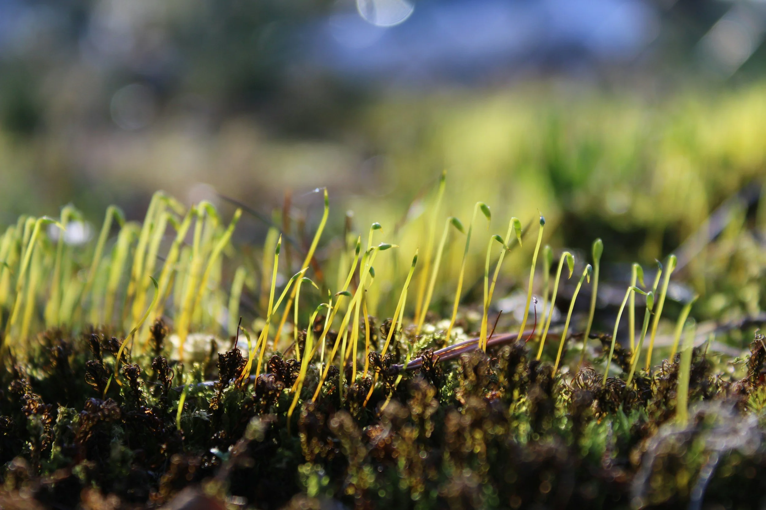 Close-up of moss with small green sprouting plants.