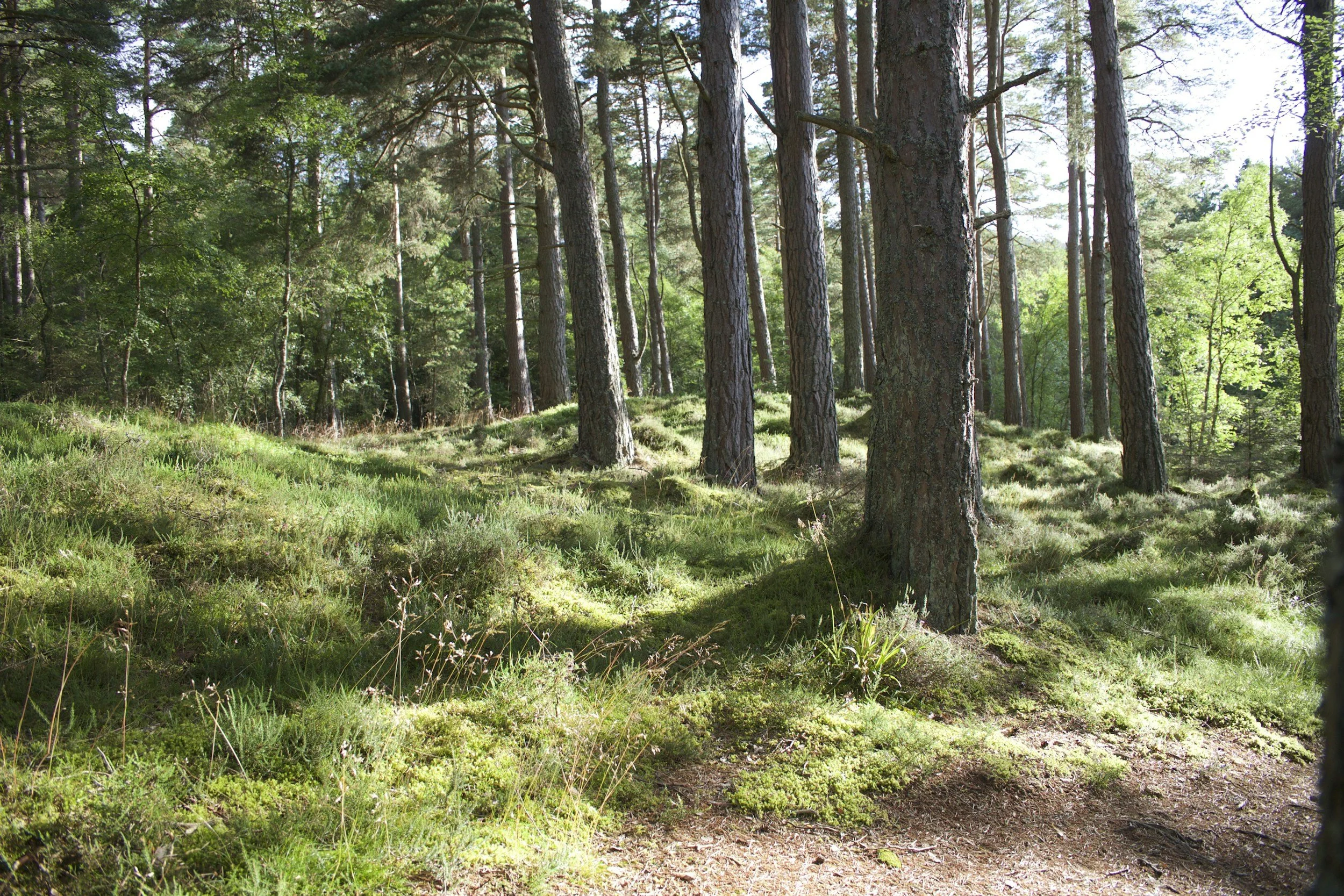 forest