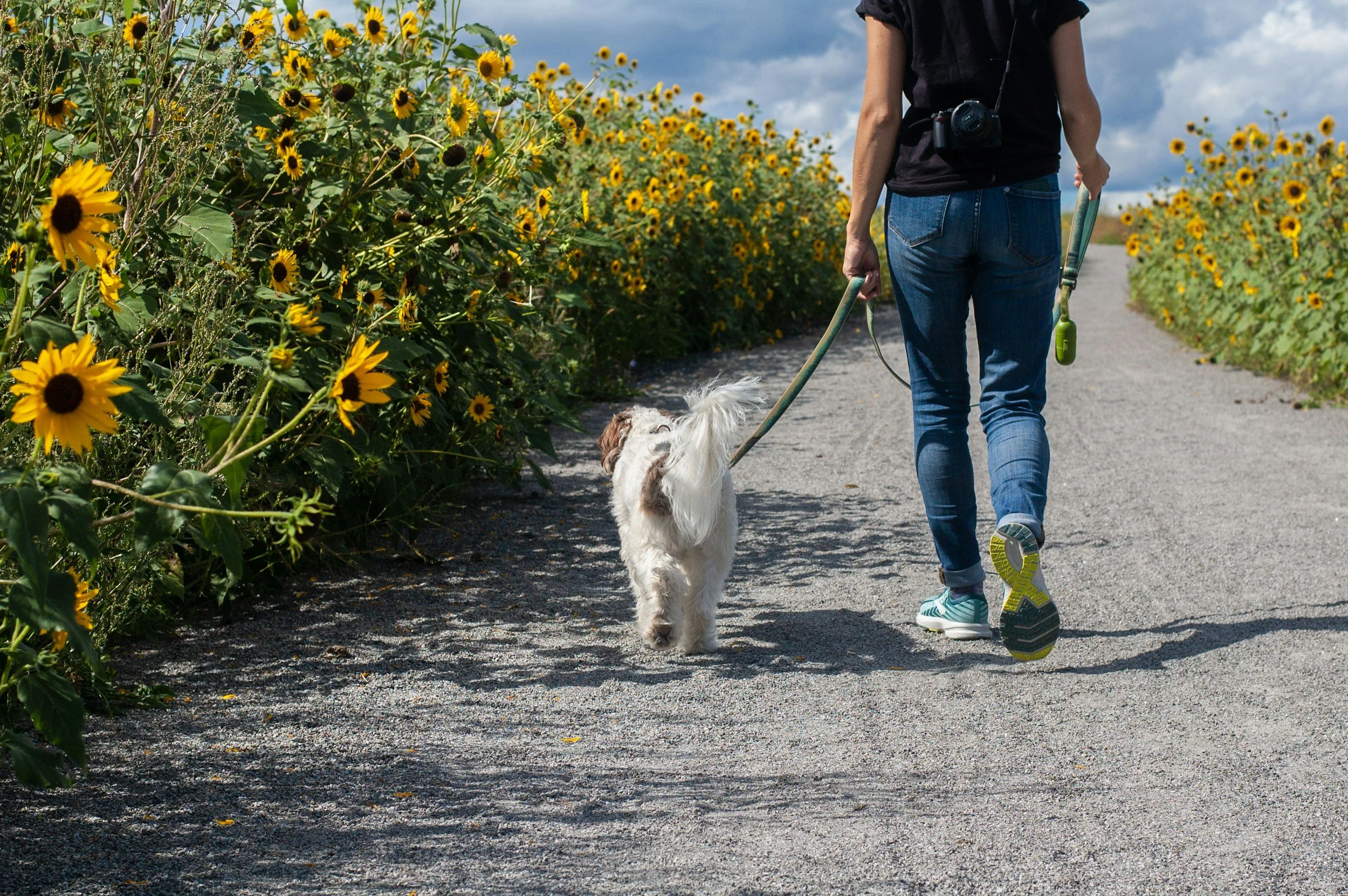 Person walking a dog on a leash along a gravel path bordered by sunflower fields under a partly cloudy sky.