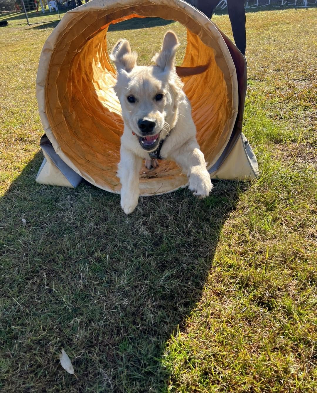 Personal Puppy Training