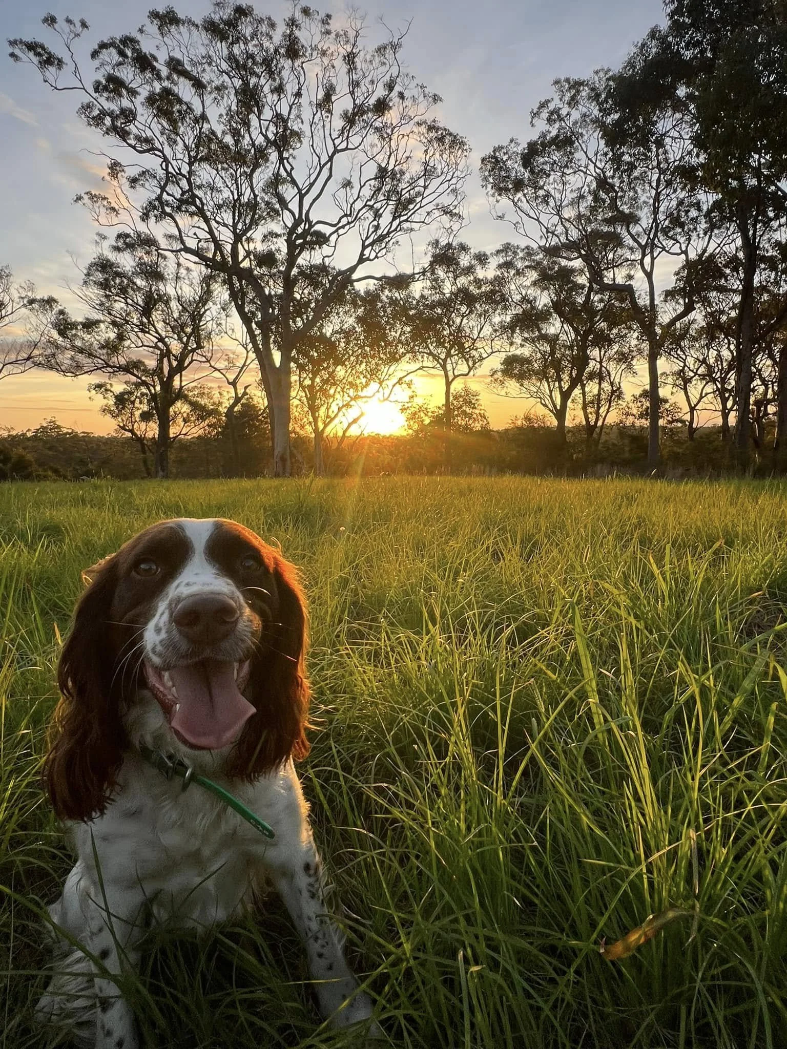 Spaniel dog sitting in tall green grass with trees and sunset in the background.