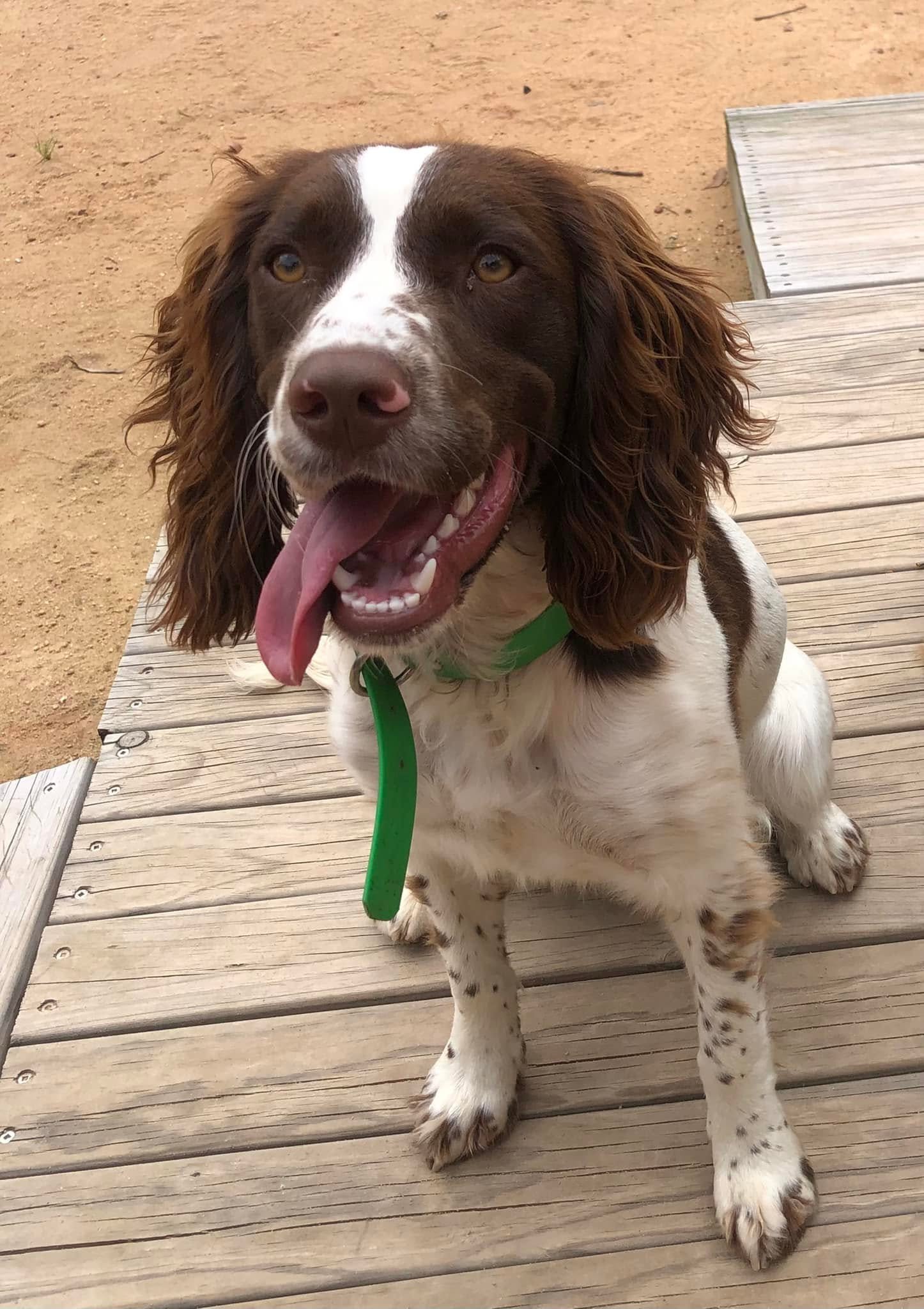 River the detection dog