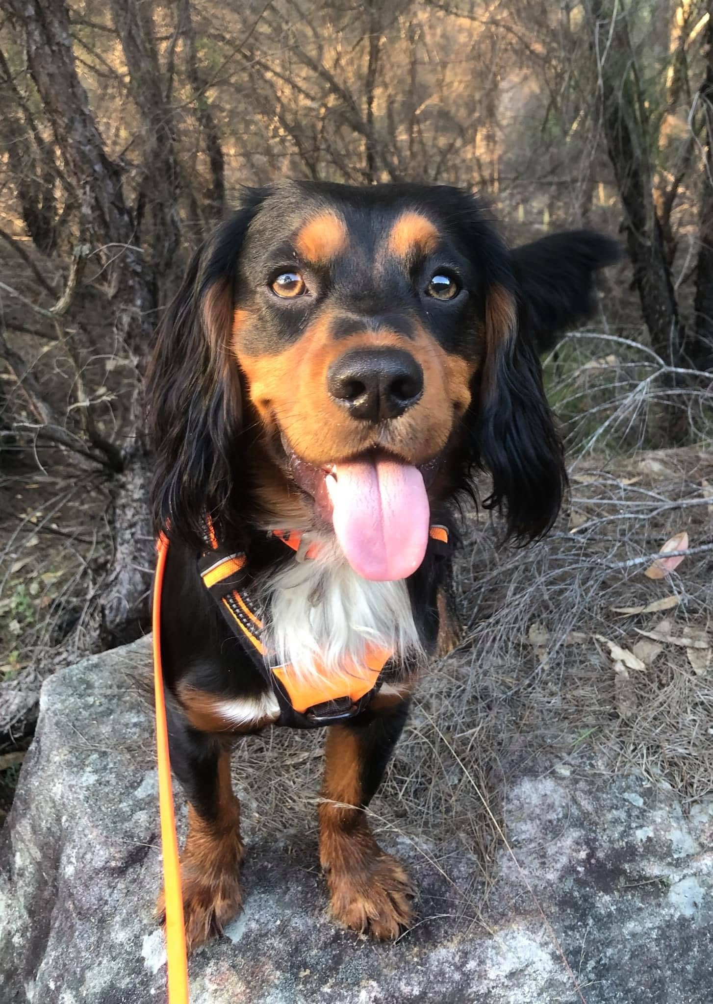 Mouse the detection dog