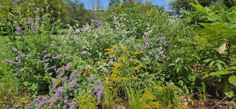 A lush native pollinator garden with a variety of native plants and purple, yellow, and white flowers, under a bright blue sky.