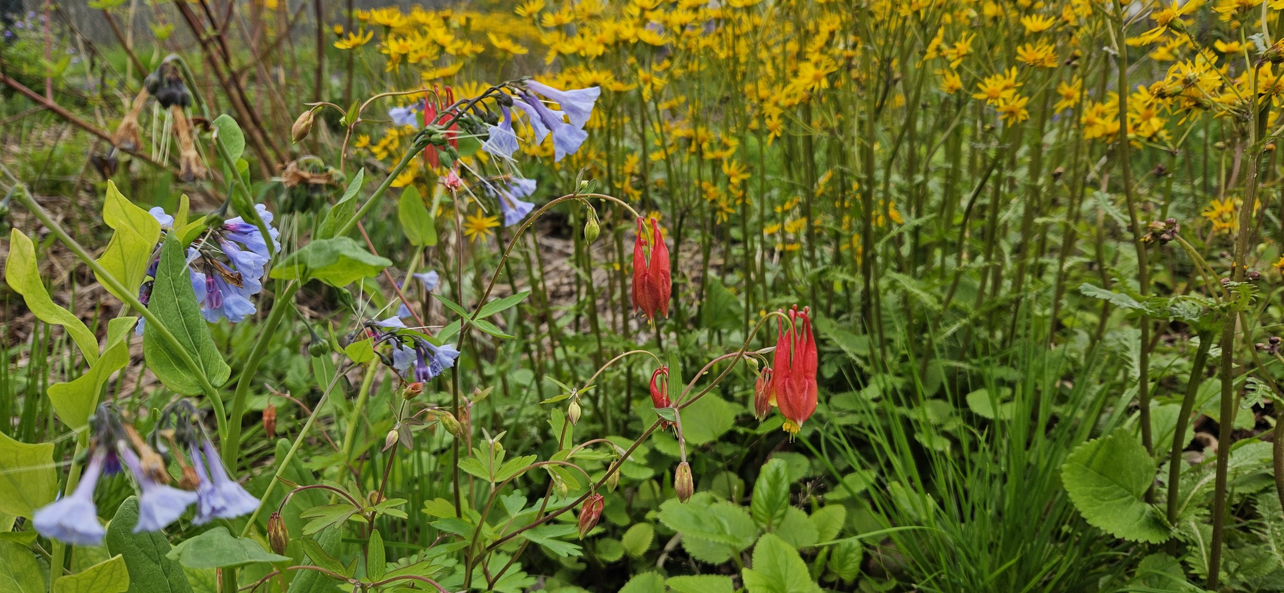 Colorful native wildflowers (including columbine and packera) in a garden with yellow, blue, and red blossoms, lush green leaves, and a blurred natural background.