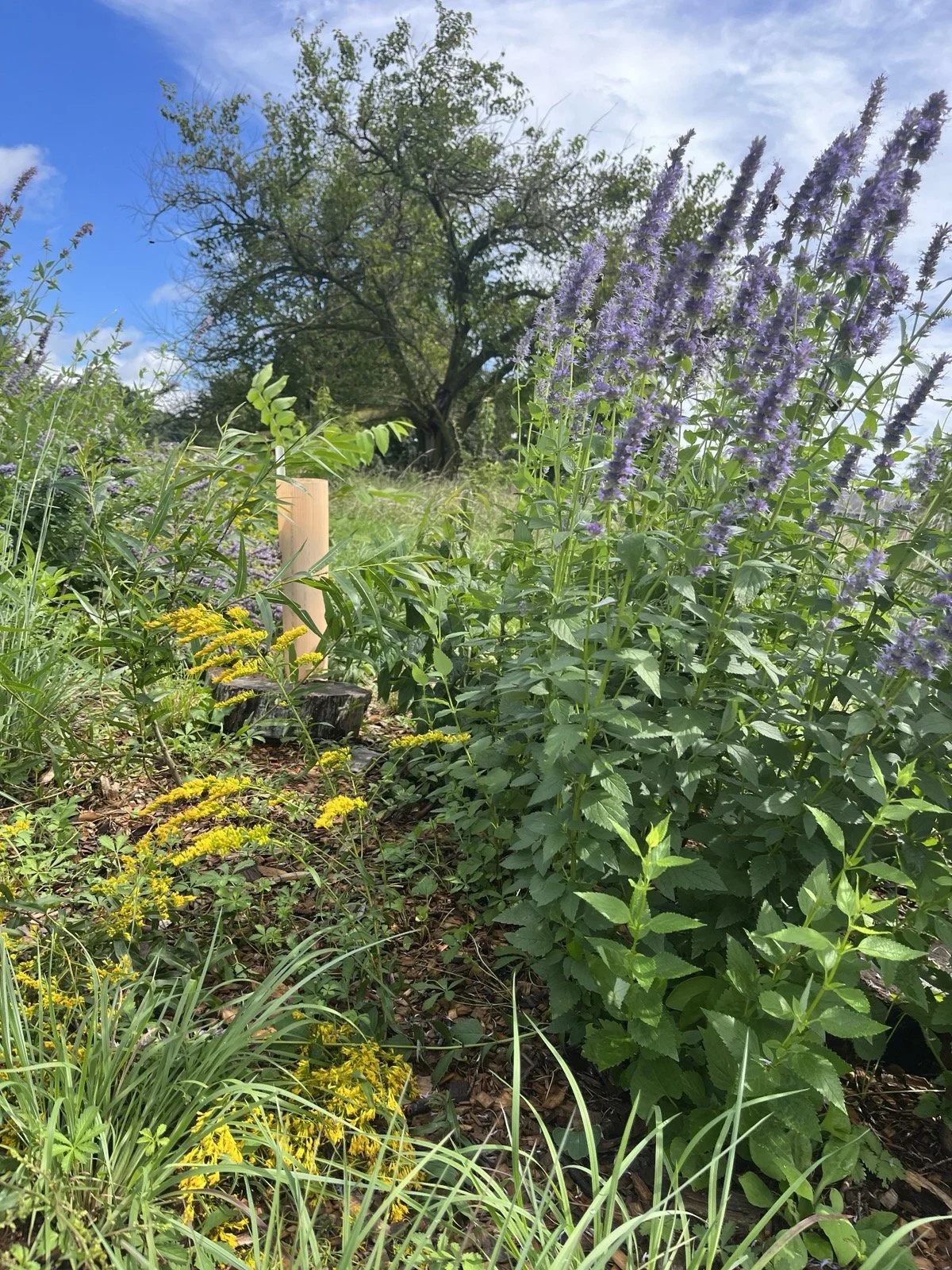 Design & Installation of Low-Maintenance, High-Functioning Landscapes