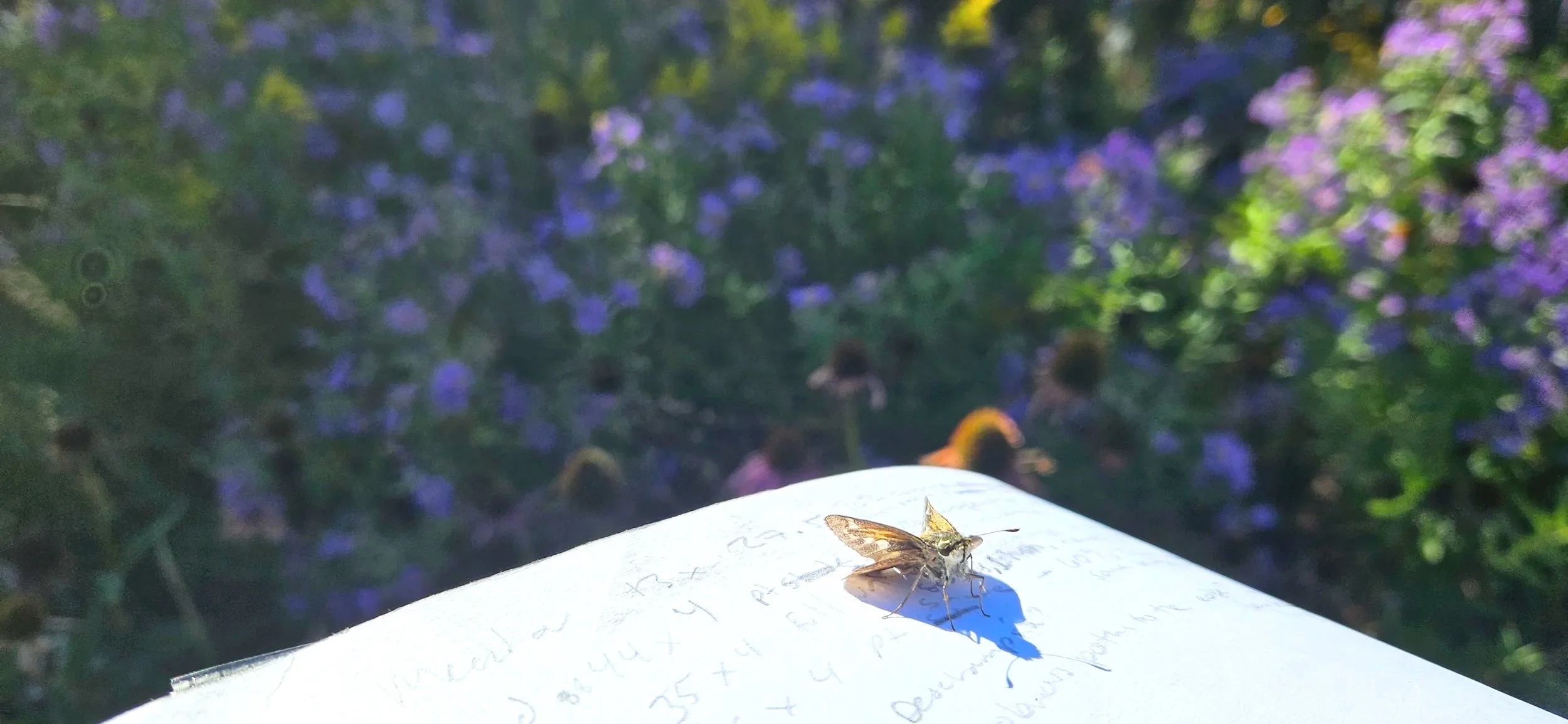 Close-up of a native moth resting on a handwritten page, with a blurred background of native wildflowers