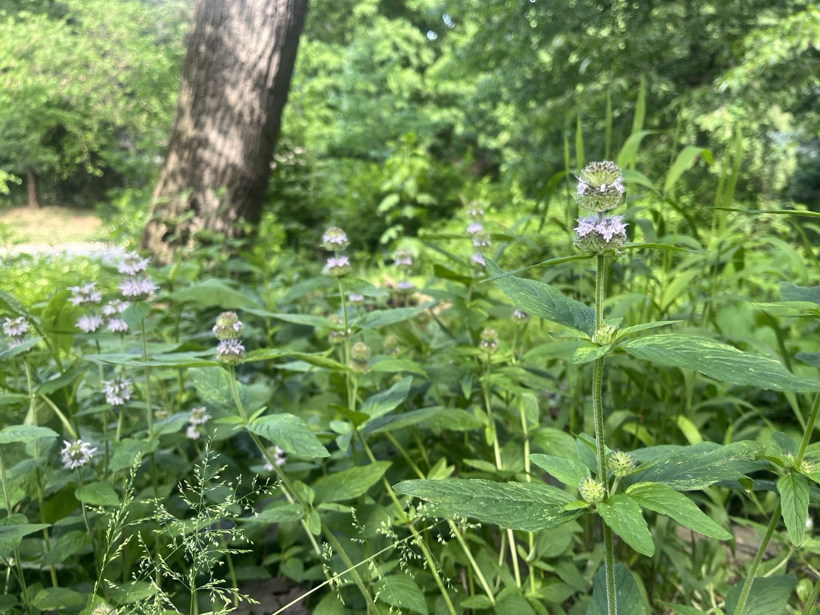 Close-up of native Downy Wood Mint (purple flowering plants) in a woodland that is being restored