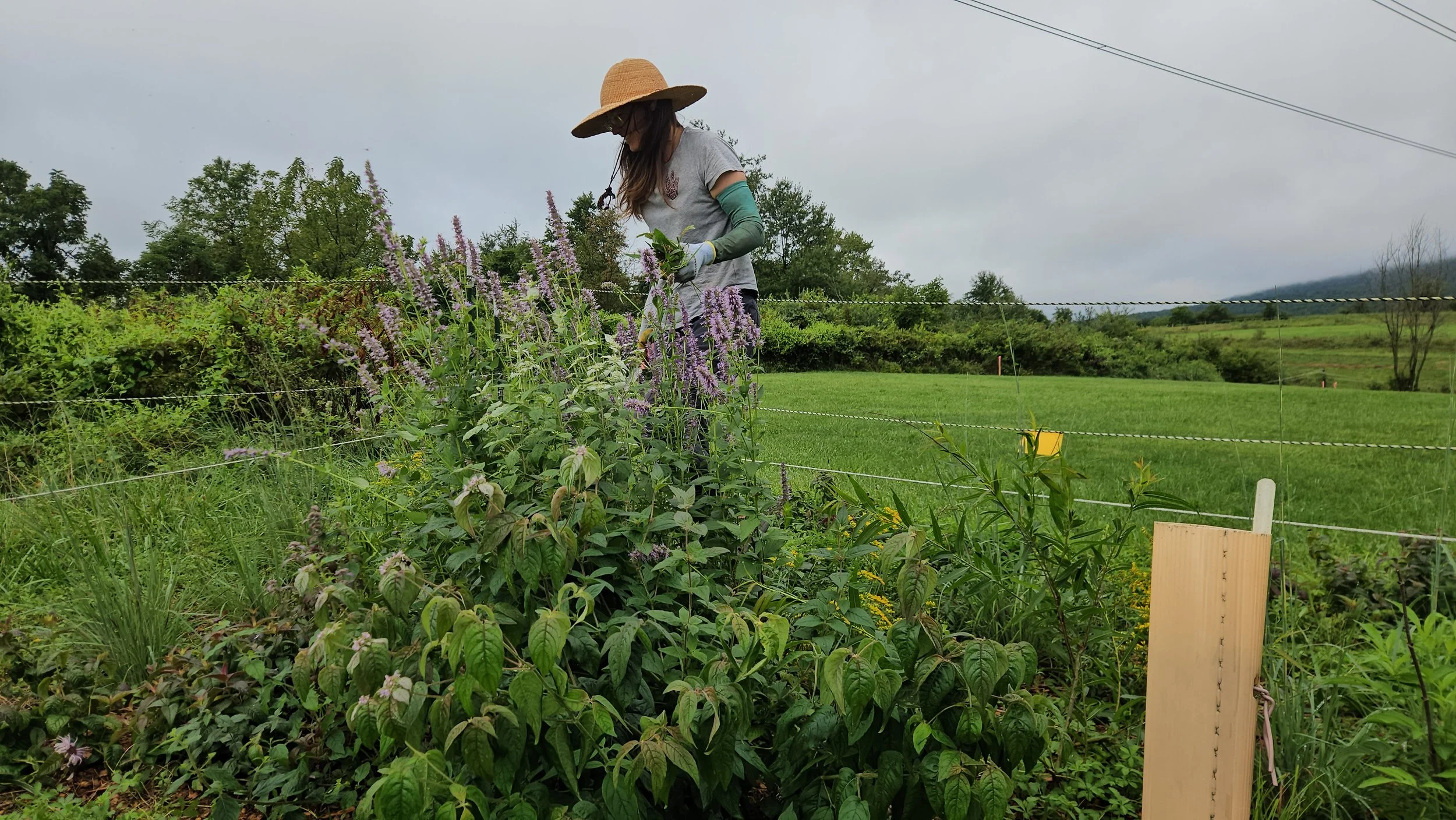 A woman wearing a straw hat, glasses, and gardening gloves is conducting organic landscape maintenance in a native pollinator garden