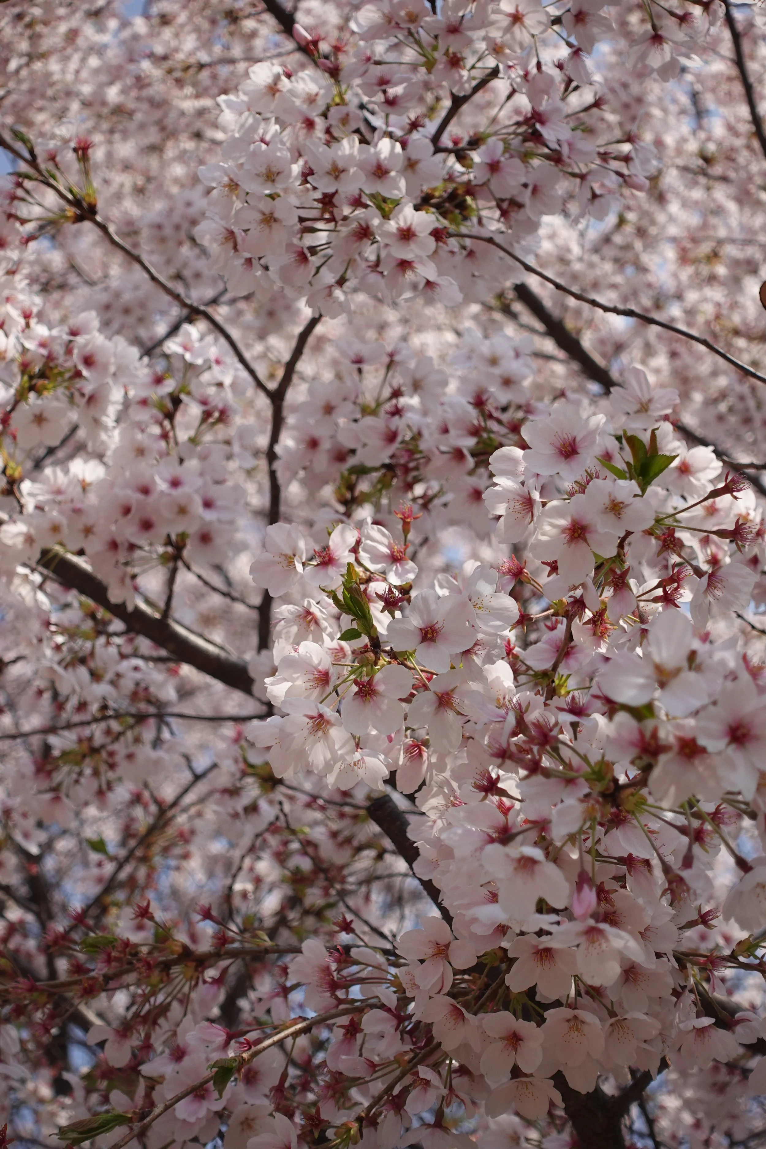 South Korea Cherry Blossom Experience - Late March/April 2028
