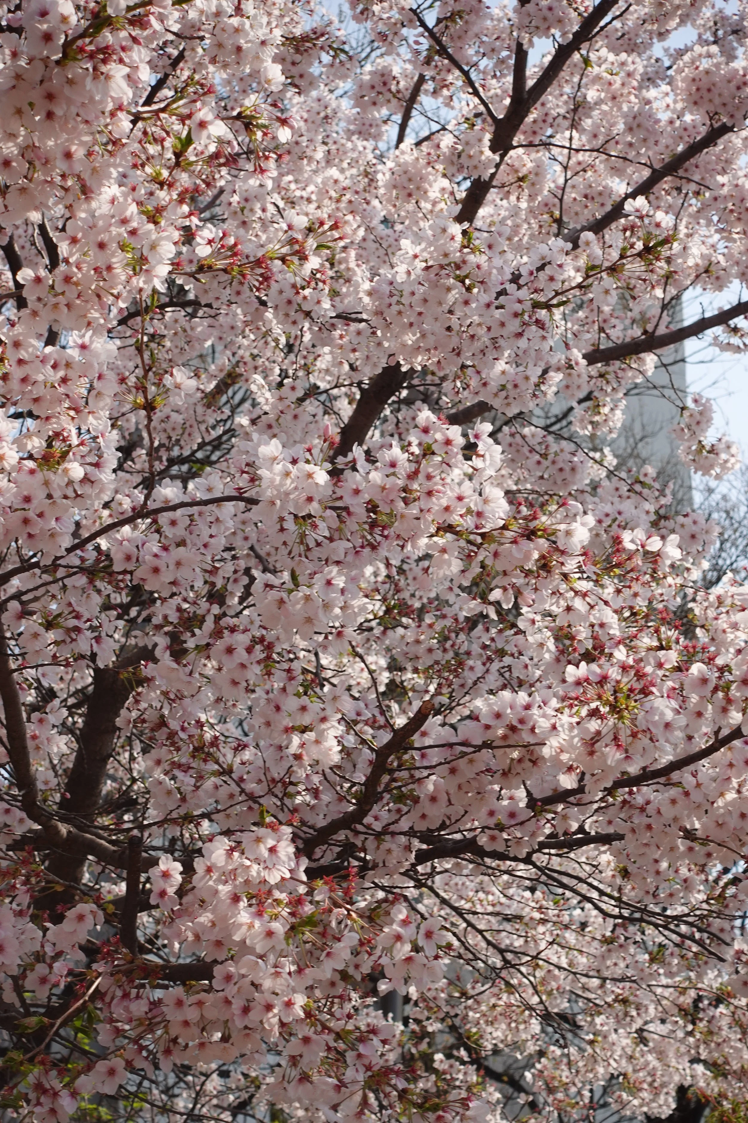 South Korea Cherry Blossom Experience - Late March/April 2028
