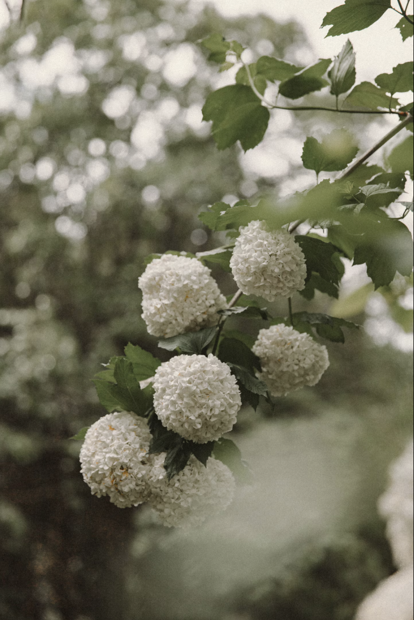 garden flower.png