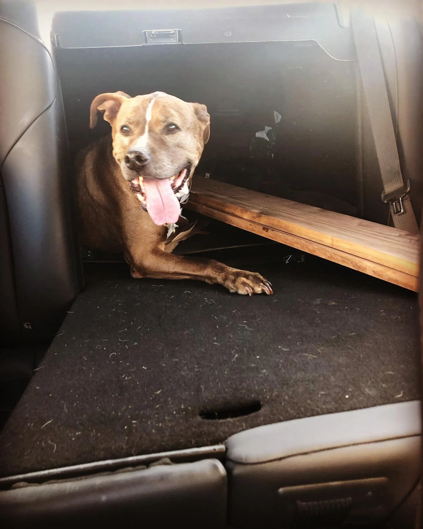 every good shop has a great dog