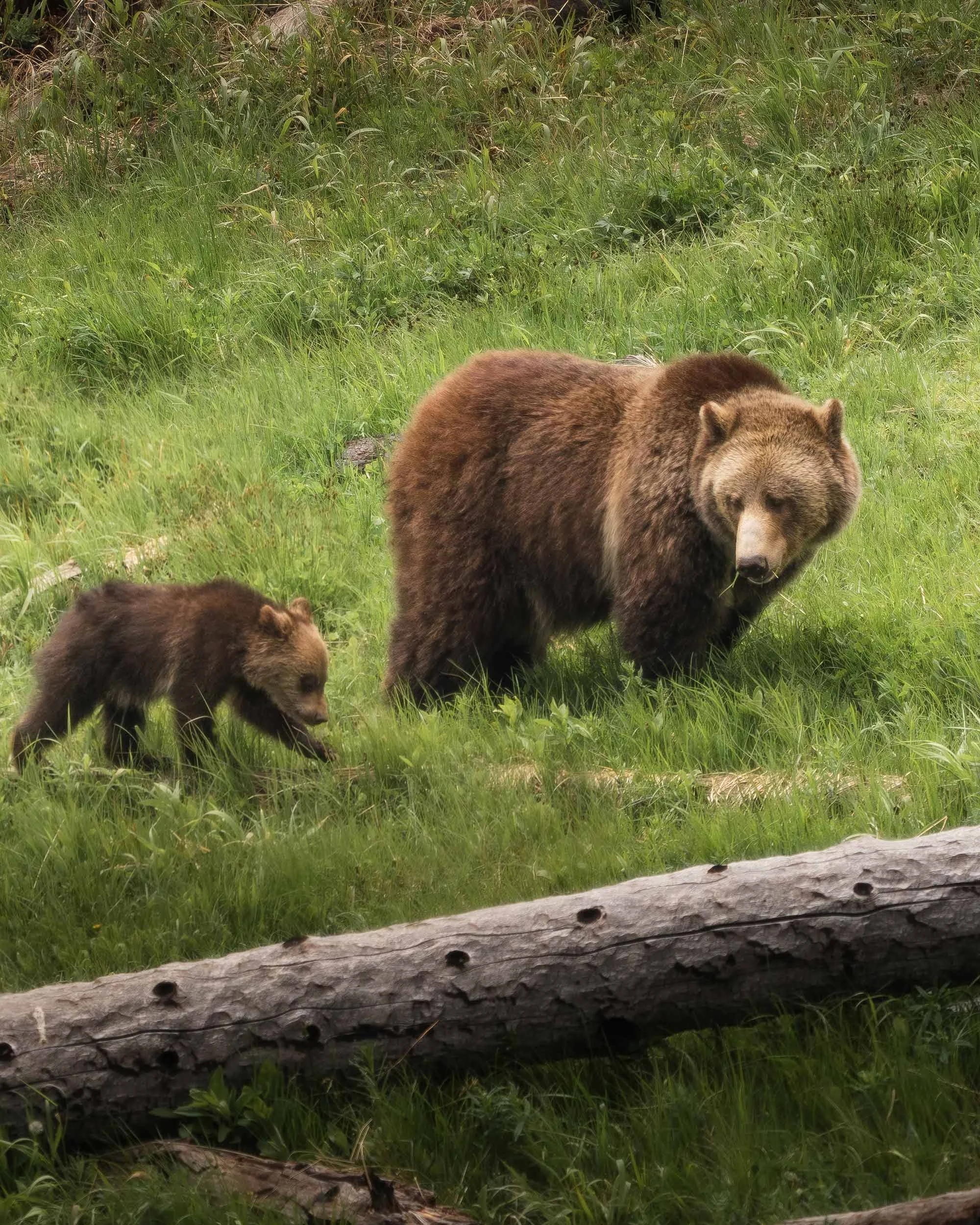 grizzly-time.jpg