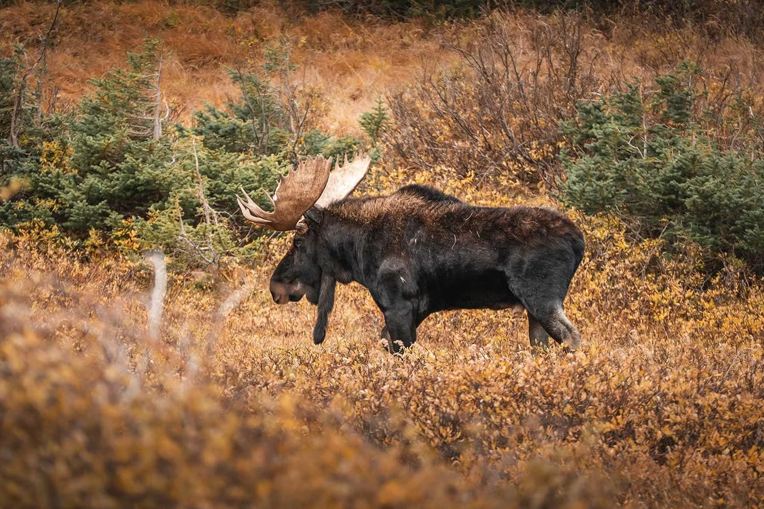 big-boi-moose.jpg