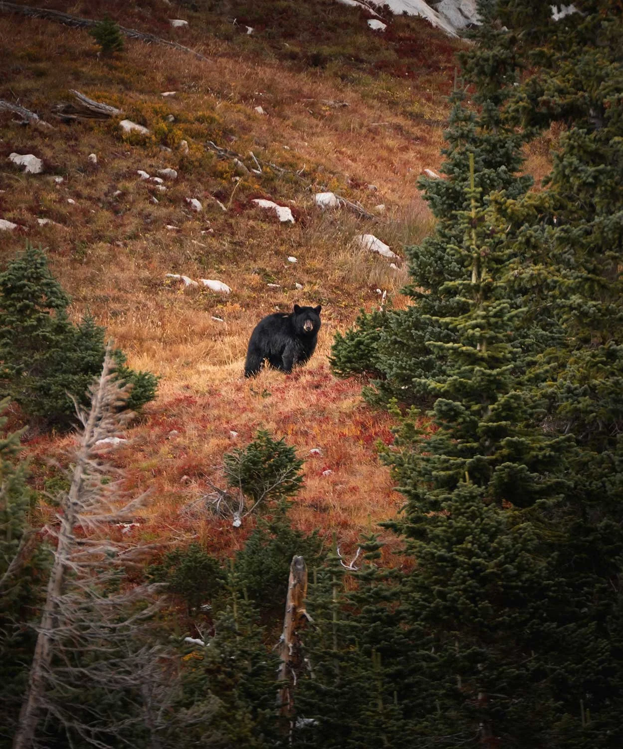 fall-bear-(1-of-1).jpg