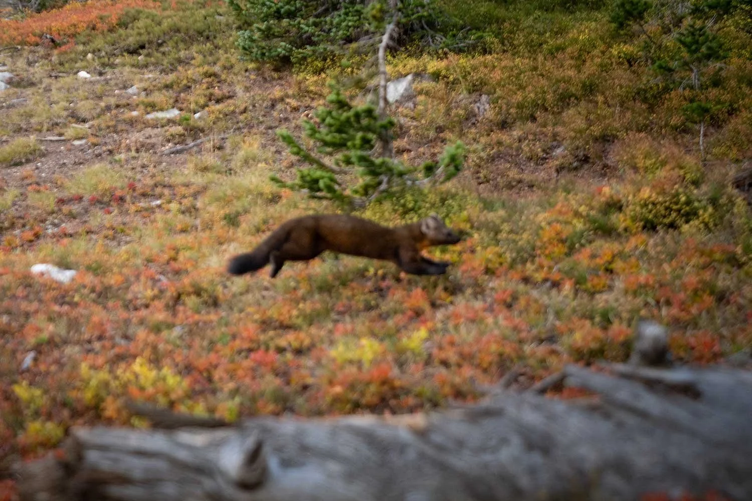pine-marten-blurry.jpg