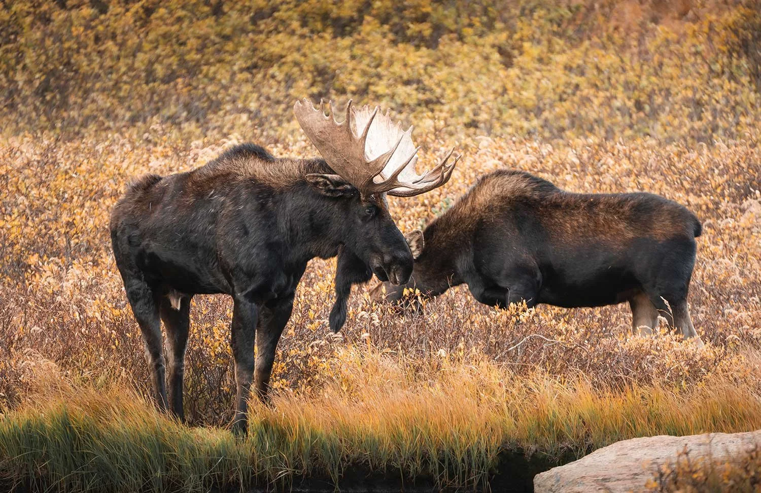 moose-stand.jpg