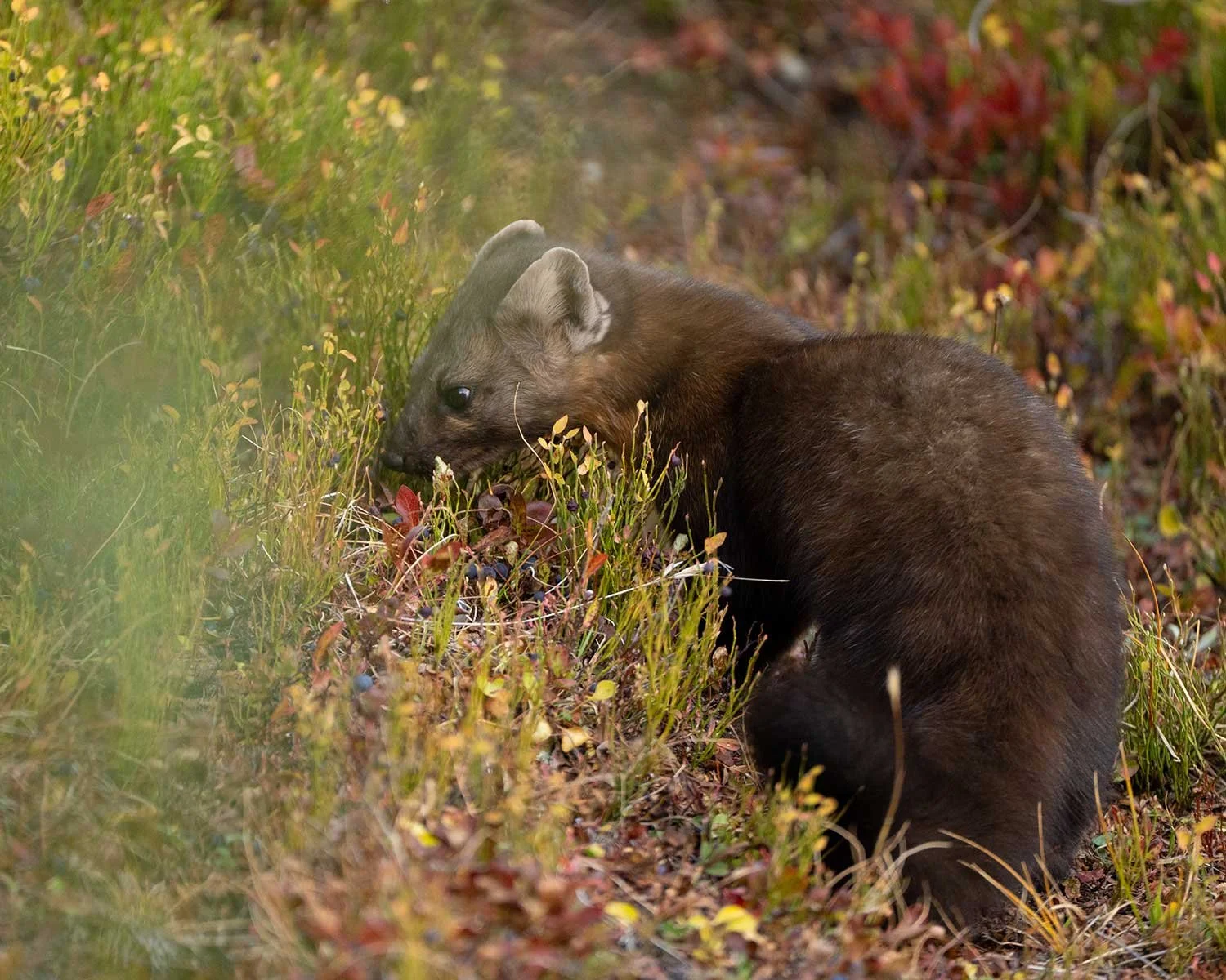 pine-marten.jpg
