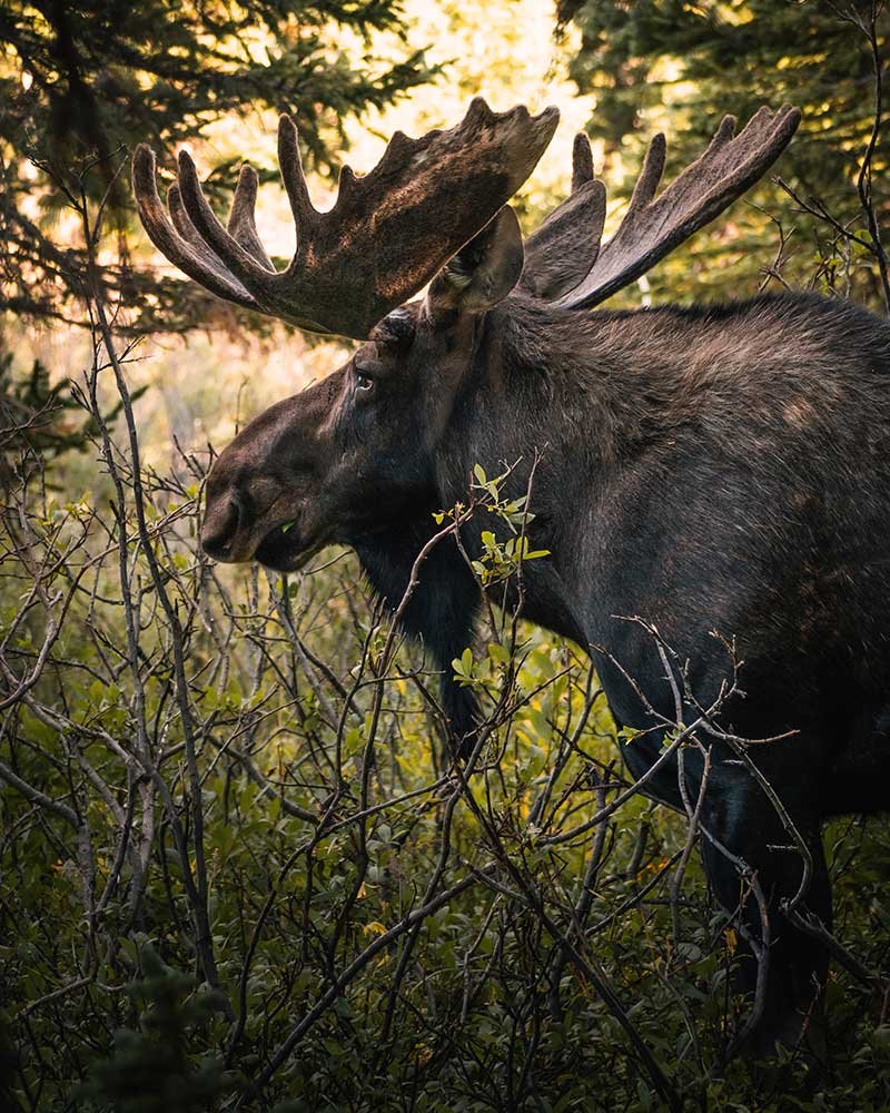 Moose in the forest
