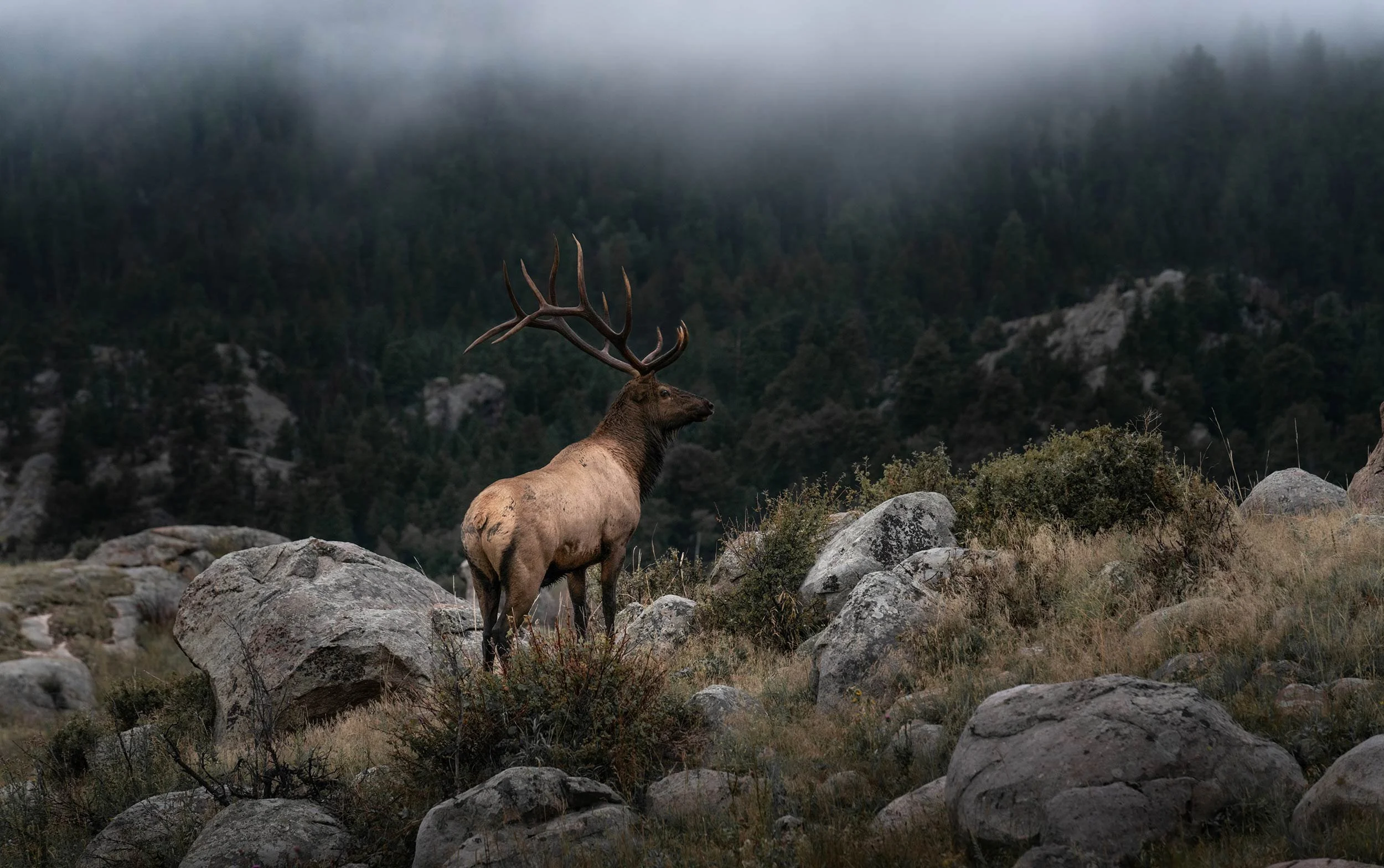 Elk-compostite-Final-11.jpg