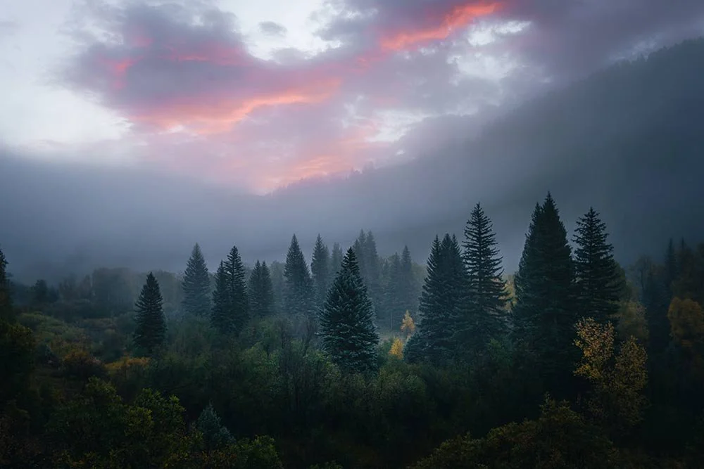 autumn-mist-wide-for-site.jpg