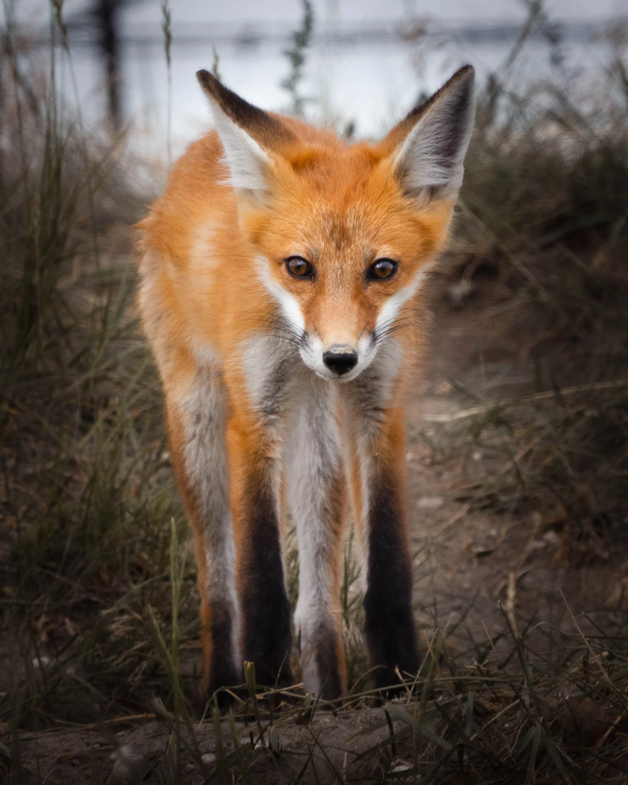 Fox-Edit-11.jpg