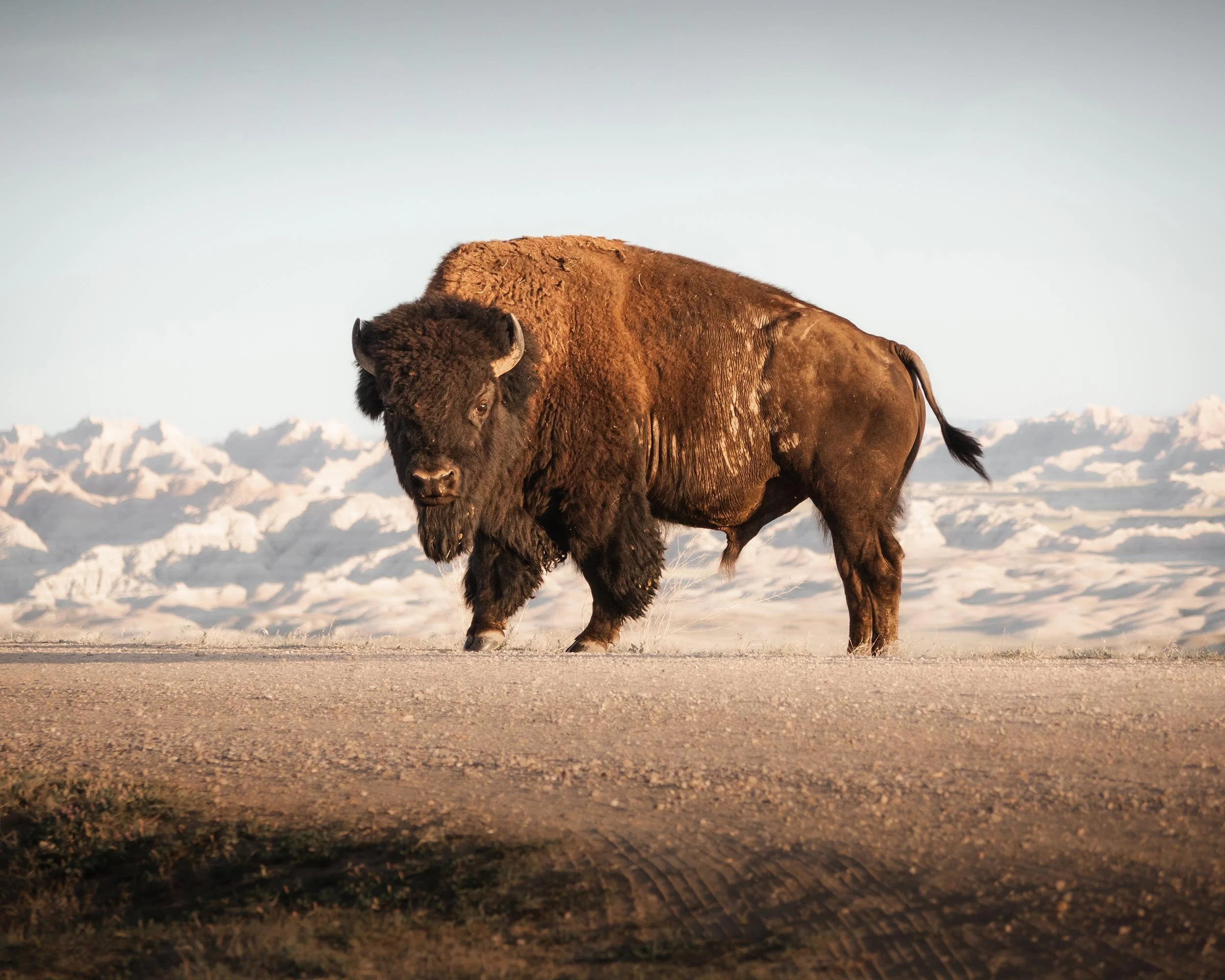The-Badlands-Bison-Final-Crop.jpg