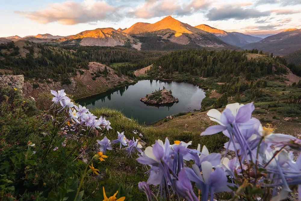 Wild columbines blooming in the high country