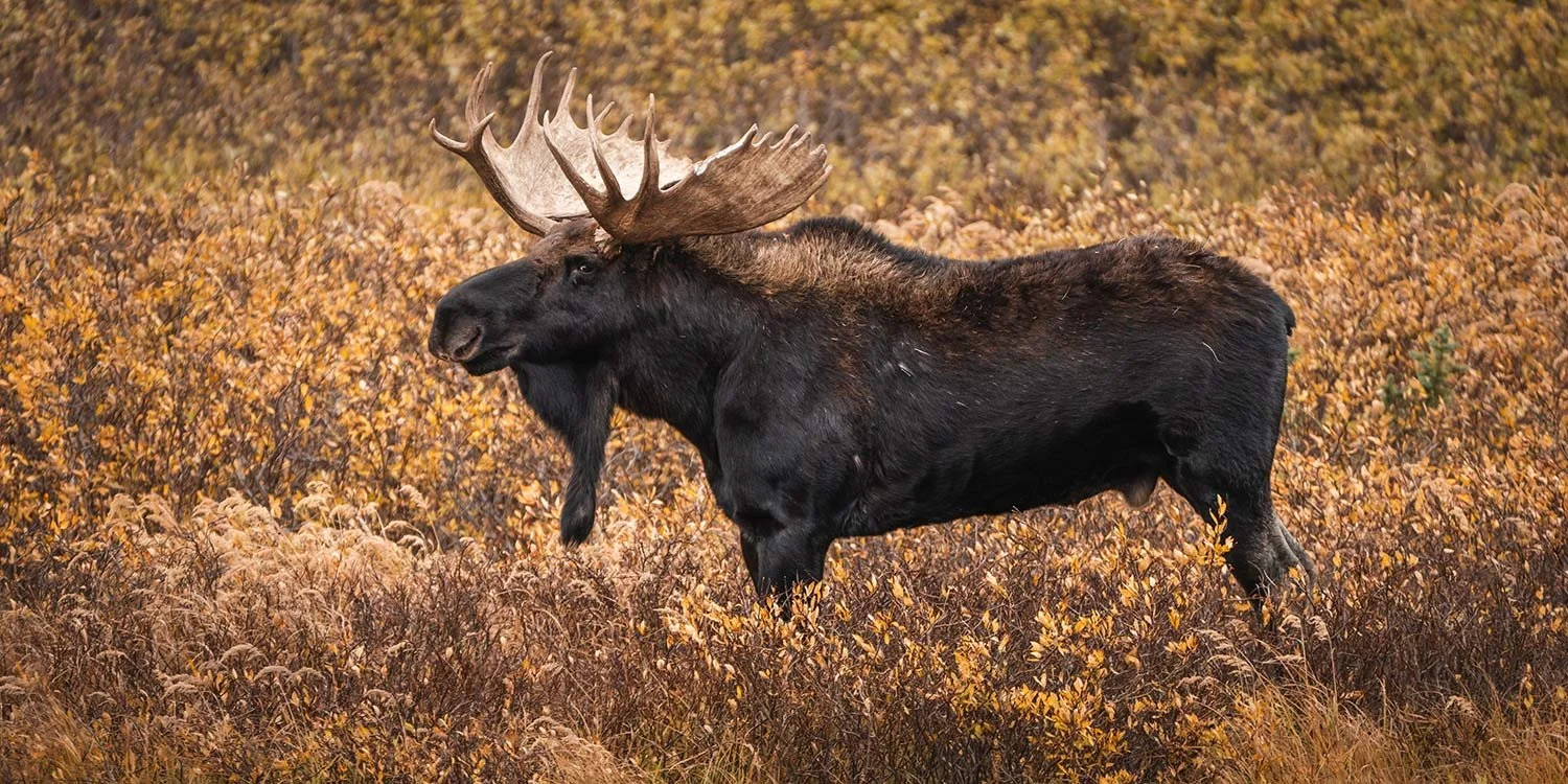 Majestic fall moose