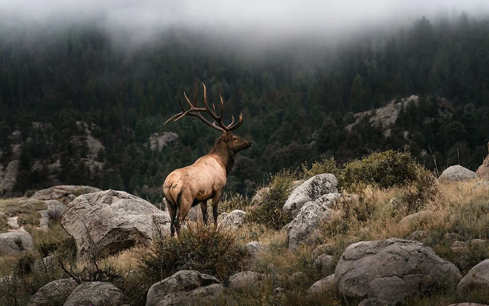 Majestic Elk in the mist