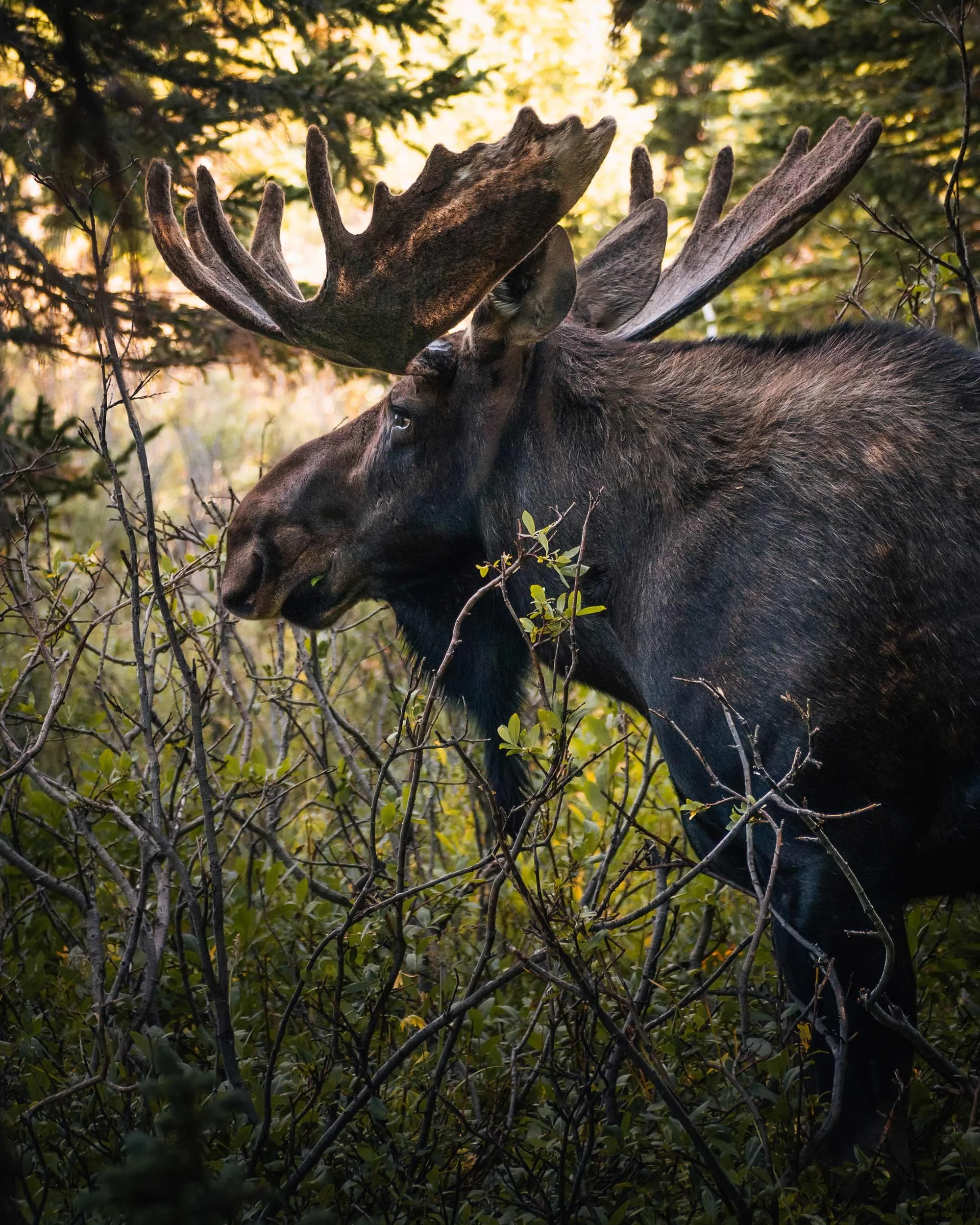 Brainard-Moose--2.jpg