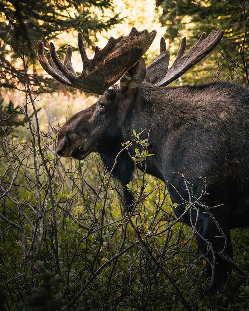 woodland-king.jpg