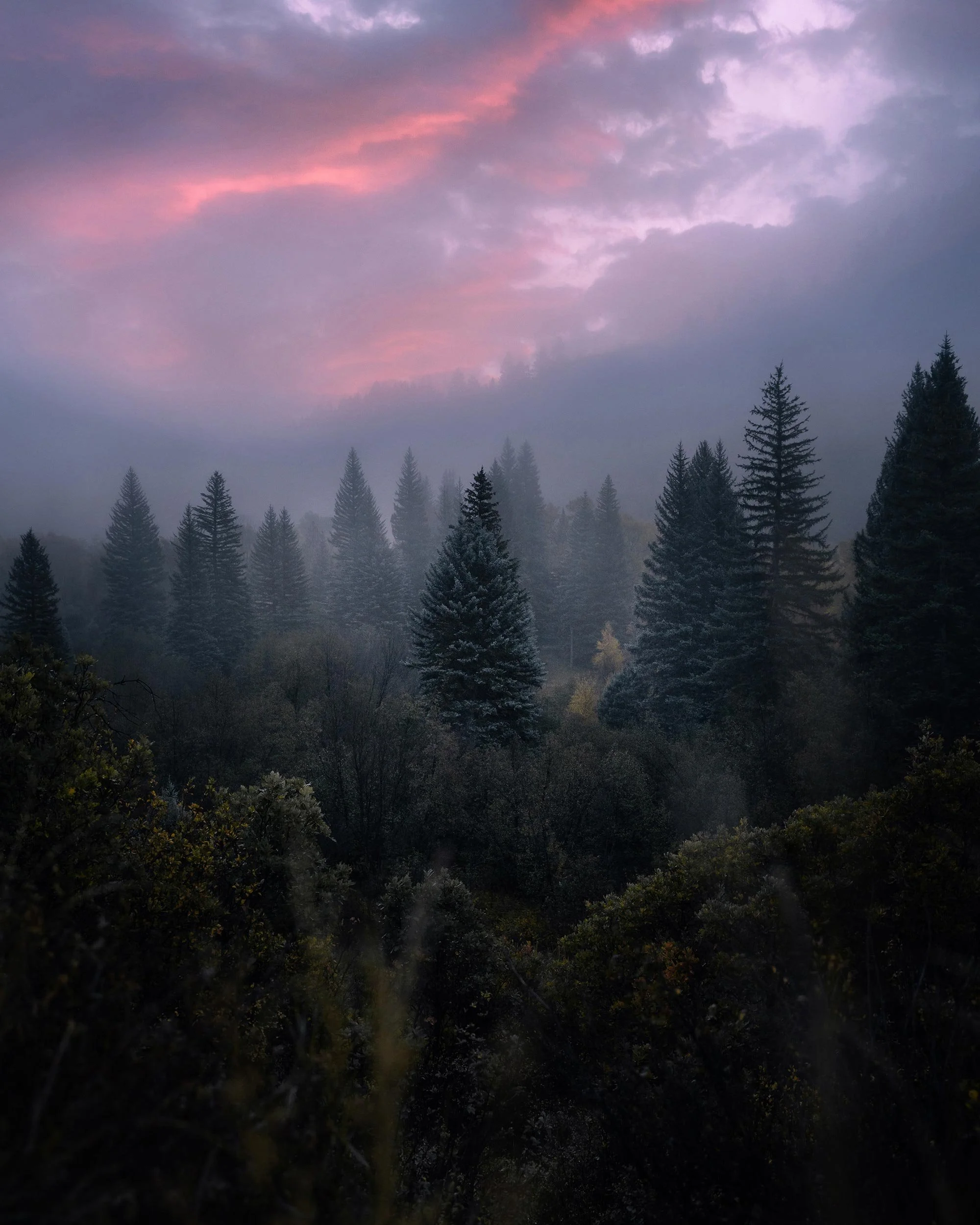 Mystical-Forest-1.jpg