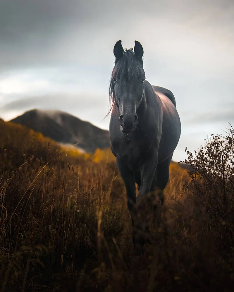 dark-horse-of-autumn.jpg