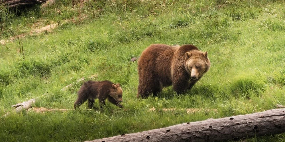 Maternal-Majesty---low-res.jpg