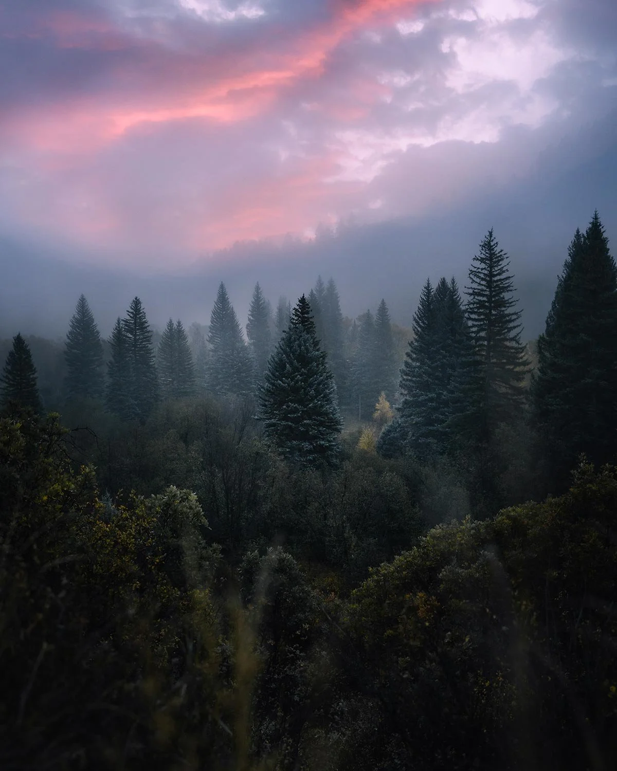 Misty autumn forest