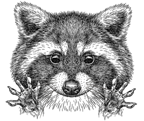 Tinfoil+Raccoon Artifacts
