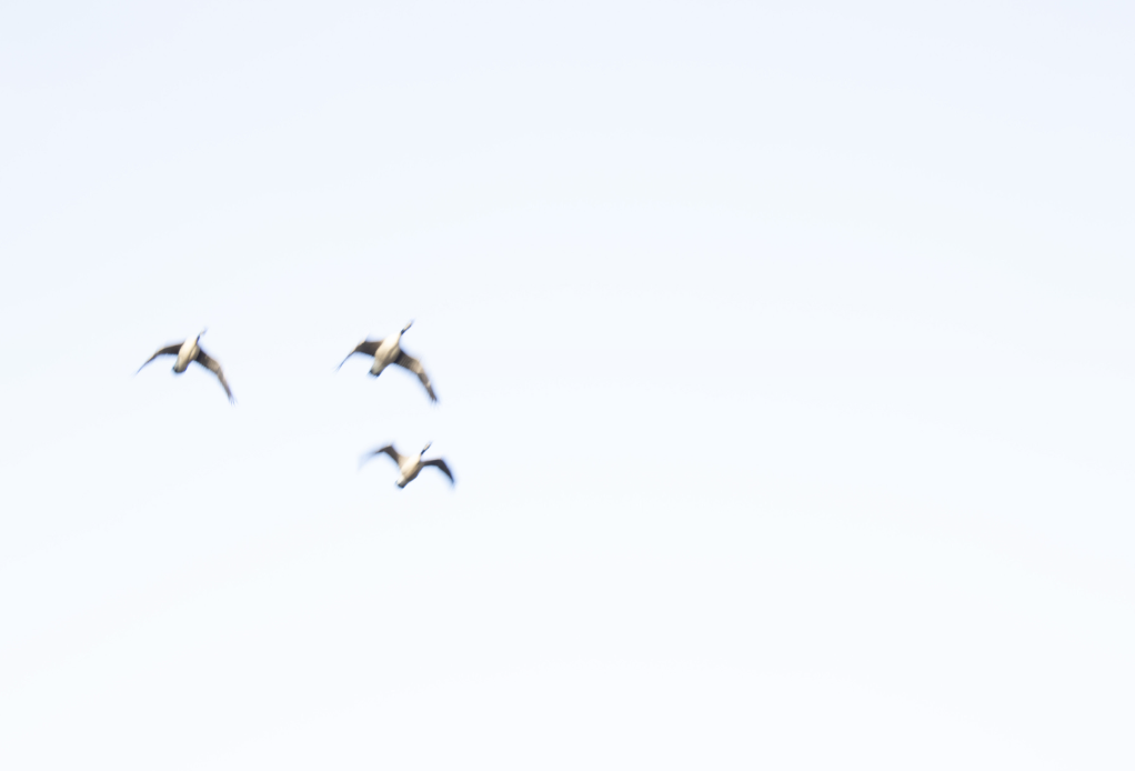 Three birds flying in a skien in a light blue sky.