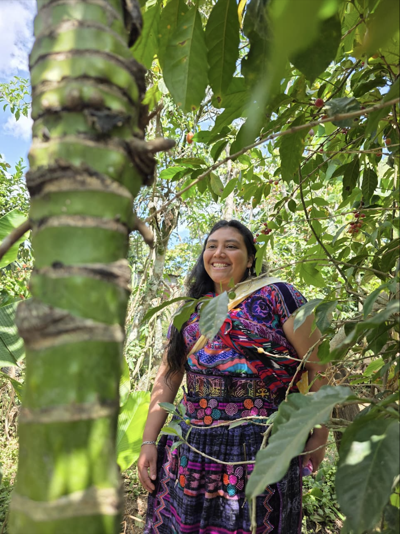 A smiling woman in colorful traditional clothing standing among lush green coffee plants with red coffee cherries, in a sunny outdoor setting.