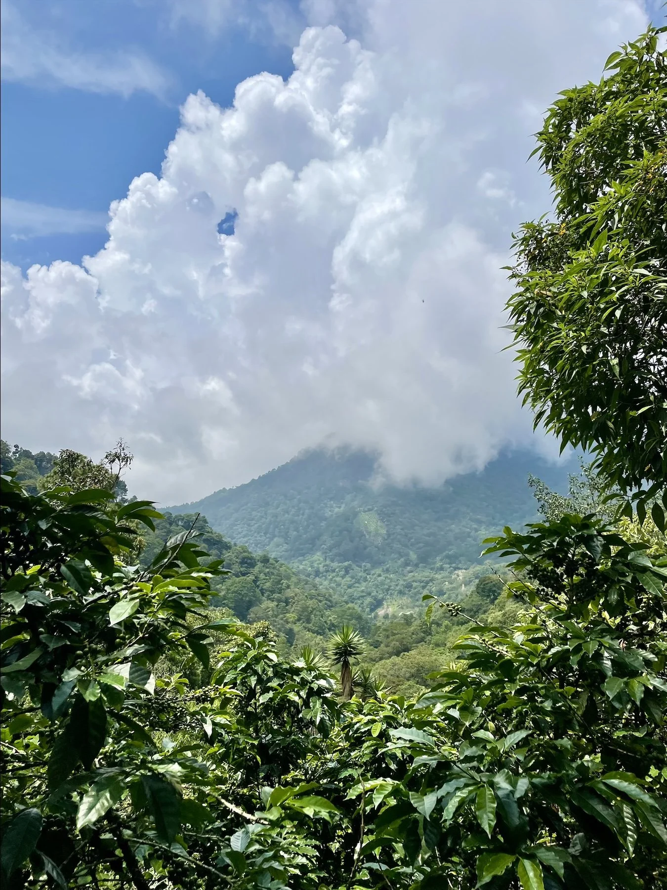 Lush green forested mountain landscape with cloudy blue sky.