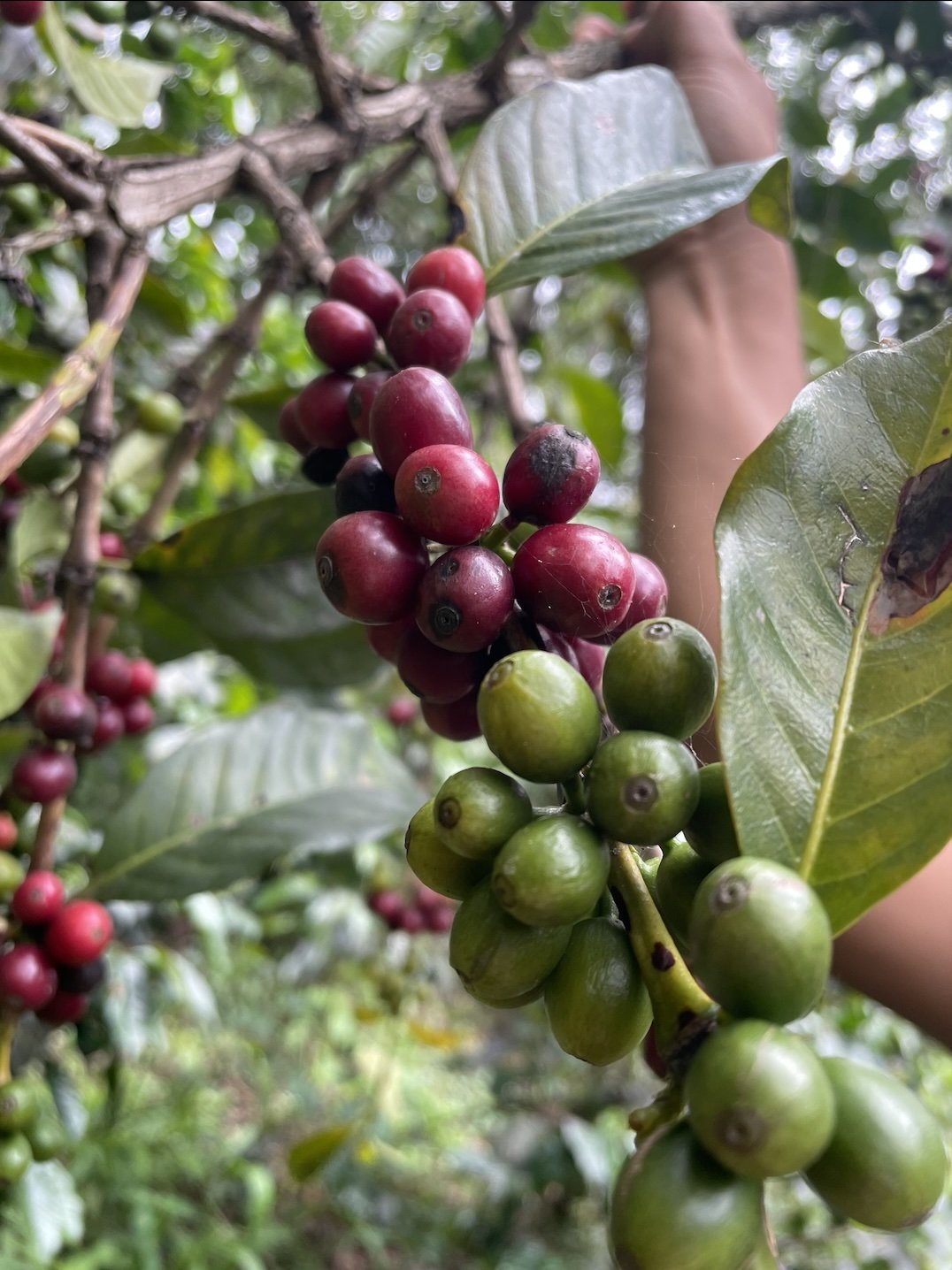 Close-up of coffee cherries on a branch, with some green and some ripe red, surrounded by green leaves.