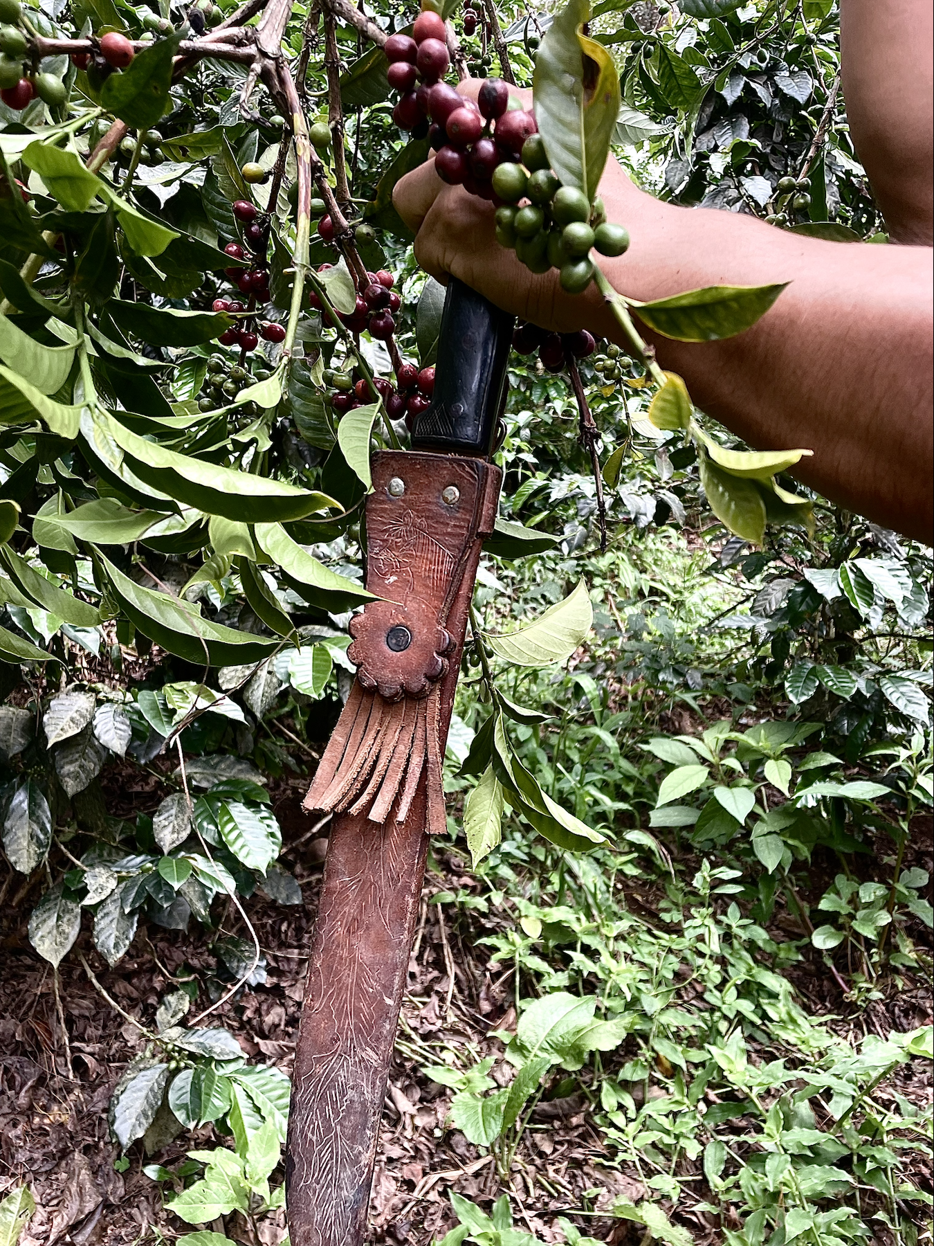 A person harvesting coffee cherries from coffee plants. The cherries are green and red, and the person is using a sickle to cut the branches. The background shows green foliage.