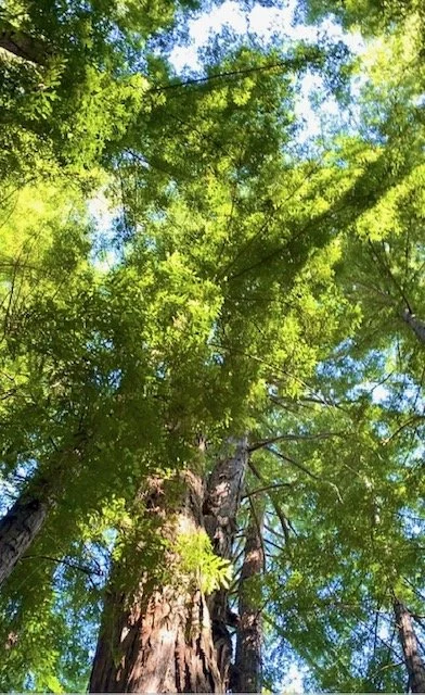 From Roots to Branches: Weaving Multiple Disciplines into a Living Manuscript.