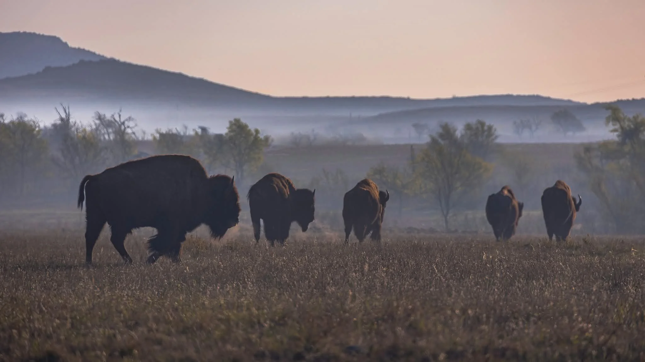 A herd of bison walking across a grassy field at dawn with mountains in the background.