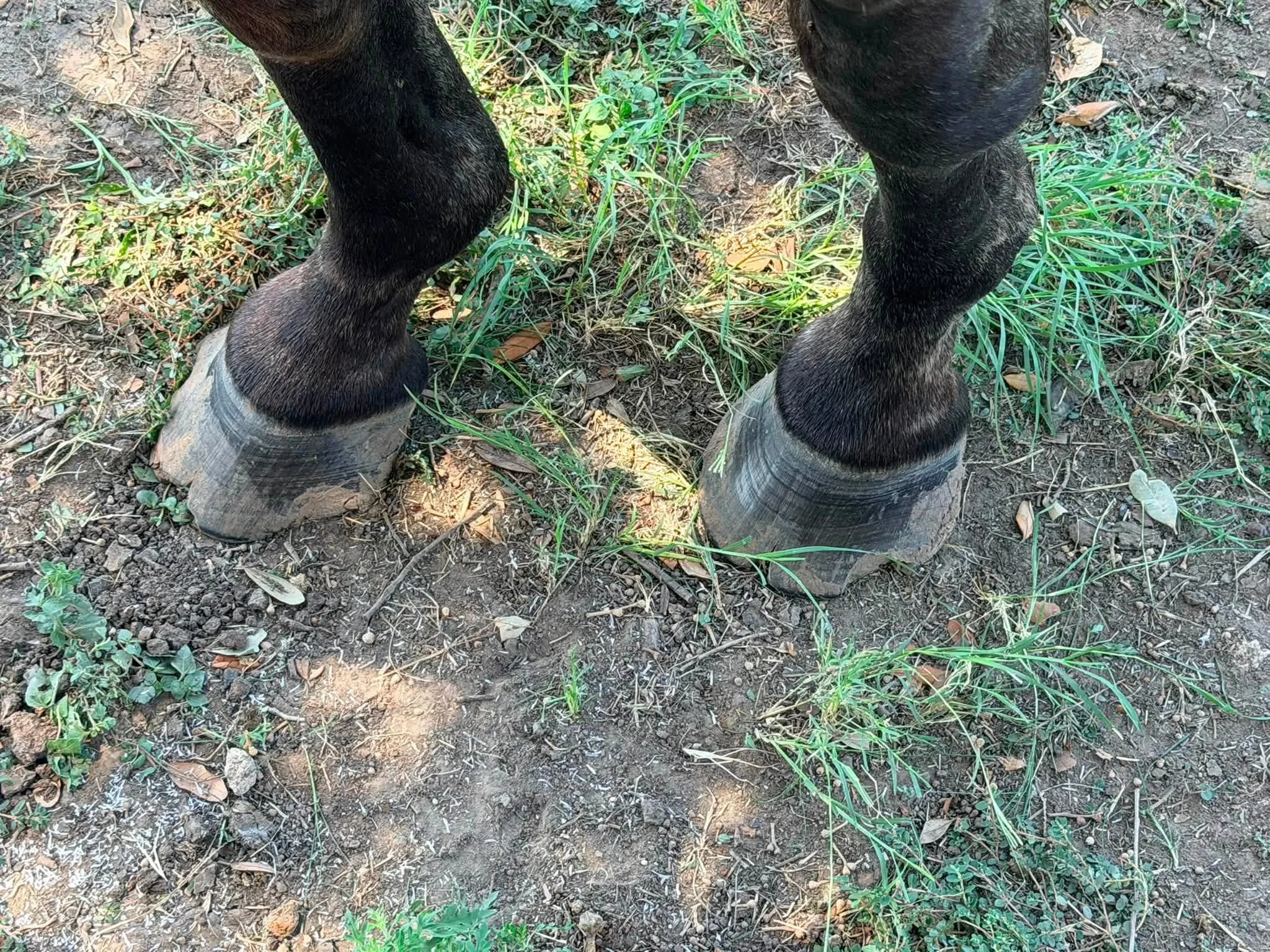 Close-up of a horse's legs and hooves standing on dirt ground with grass and small plants.