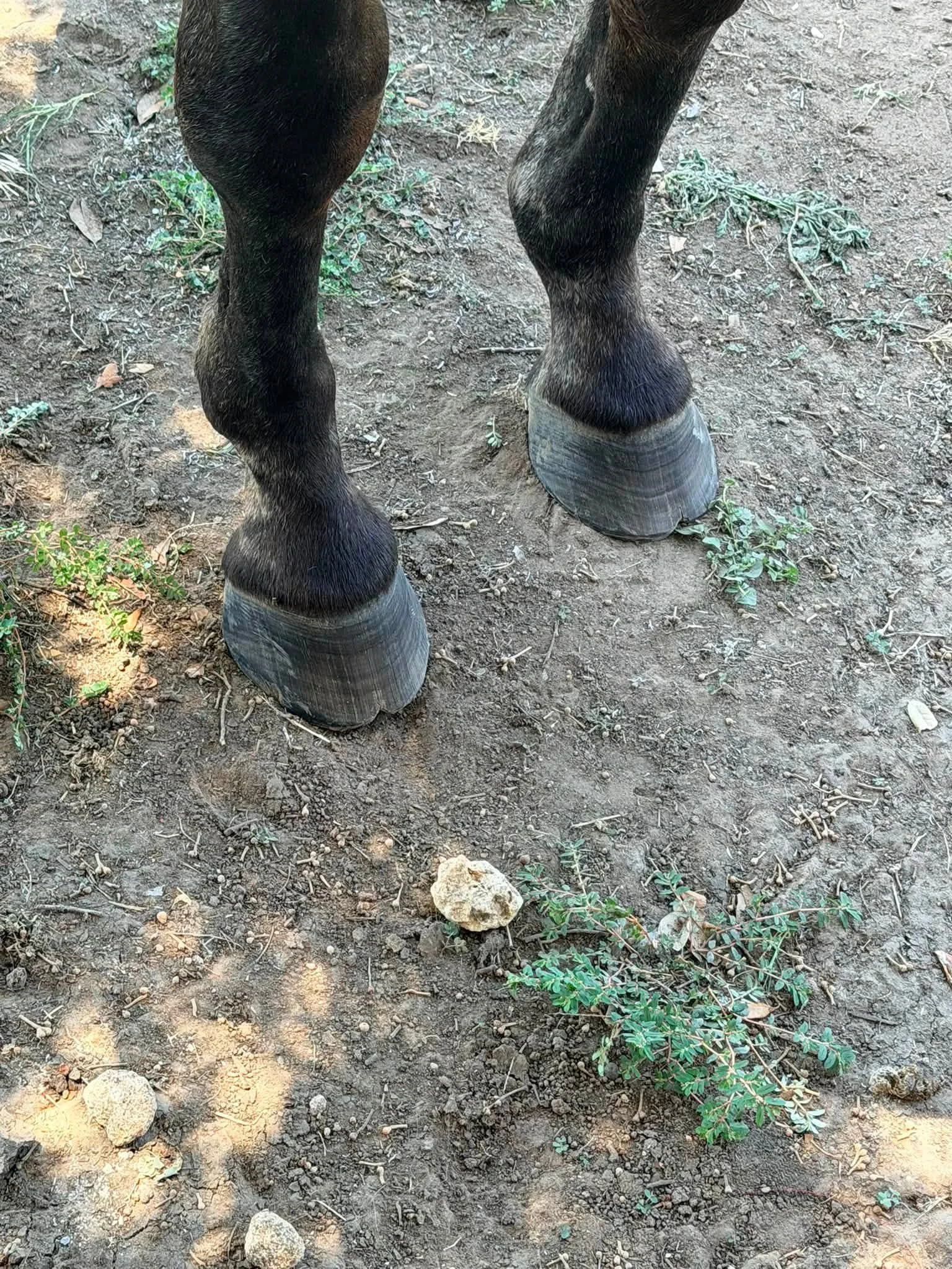 Close-up of a horse's lower legs and hooves standing on dirt ground with small rocks and sparse green vegetation.
