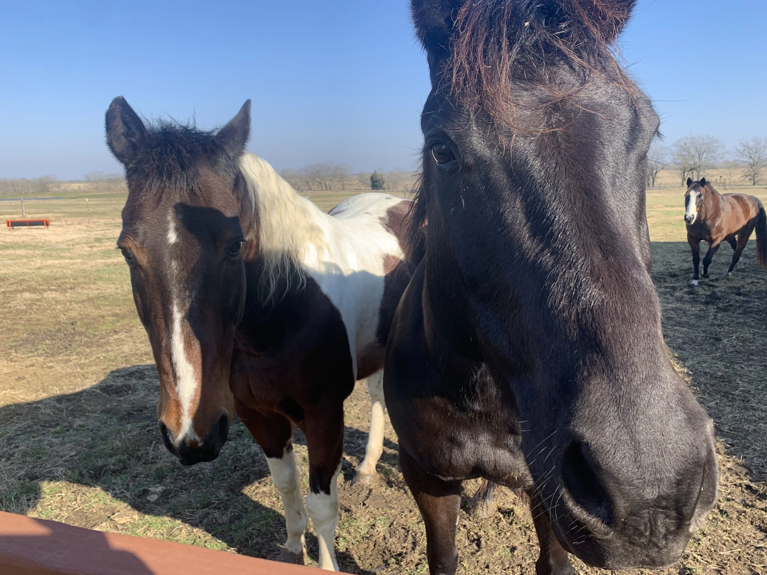 Two horses standing close together outdoors on a sunny day with a clear blue sky. One horse has a dark brown coat with a slightly reddish mane, and the other horse has a white and brown coat with distinctive markings.