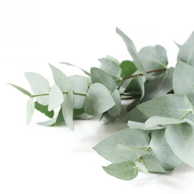 eucalyptus.webp